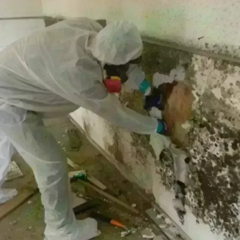 Mold Remediation and Removal in Linden, AL